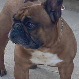 TAZ - Boerboel