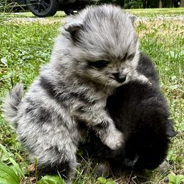 AKC Blue Merle Girl 3wks - Blue merle female Pomeranian puppy in Madison, Ohio from PawSitive Therapy Pomeranians