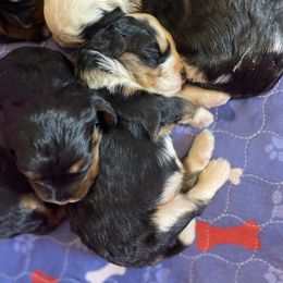 Australian Labradoodle, Bernedoodle, and Cockapoo Puppies from Dream Doodles and Cockapoos