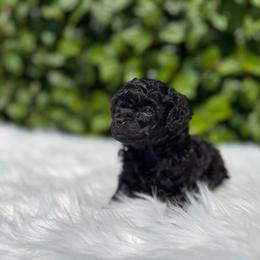 Girl1 - Black female Poodle puppy in Covina, California from Shih_doodle_Co