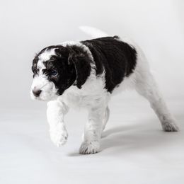 Luka - Brown and white Aussiedoodle puppy in Appleton, Wisconsin from Summers Haven Doodles