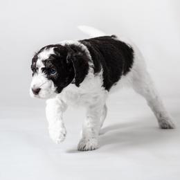 Luka - Brown and white Aussiedoodle puppy in Appleton, Wisconsin from Summers Haven Doodles