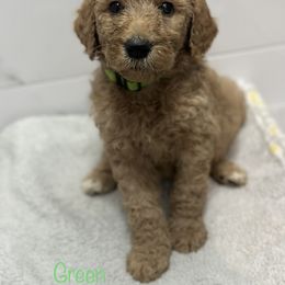 Goldendoodle Puppies from A&B Doodles