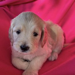 Goldendoodle Puppies from Goodyear golden doodles