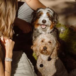 Golden Mountain Doodle puppies from Pup Paw-fection
