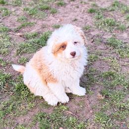 Mike Wheeler - Red merle male Aussiedoodle puppy in Dunn, North Carolina from Sandy Creek Kennels