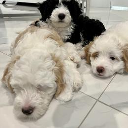 Bernedoodle Puppies from Eastside Paws