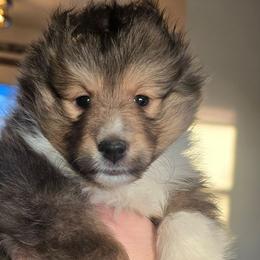 Bernard - Sable and white male Shetland Sheepdog puppy in Wyoming, Minnesota from Crooked Creek Shelties