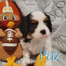 Paz - Tri-color male Cavalier King Charles Spaniel puppy in Rockville, Maryland from Skais the Limit Cavaliers
