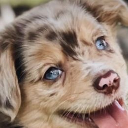 Miniature Australian Shepherd Puppies from Fuller’s Fluffy Friends