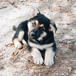 German Shepherds from von Kimrick Kennels