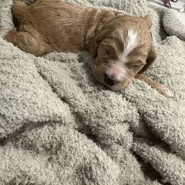 Boy 2 - Parti male Goldendoodle puppy in Antigo, Wisconsin from Cedar River Kennel