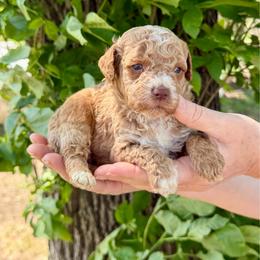 Max - Red male Cockapoo puppy in Beresford, South Dakota from DAKOTA DOOD RANCH