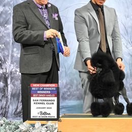 Pomeranians and Poodles from Poodles & Pomeranians of Manila