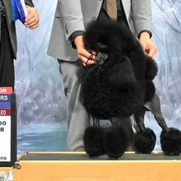 Pomeranians and Poodles from Poodles & Pomeranians of Manila