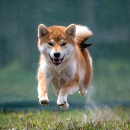 Tsuna - Shiba Inu