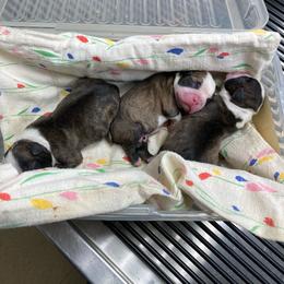 Boston Terrier puppies from RVF Boston Terriers