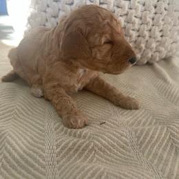 Chip - Apricot male Goldendoodle puppy in Fairhope, Alabama from Farihope Family