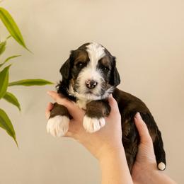 Tom Sawyer - Sable male Bernedoodle puppy in New River, Arizona from Sonoran Standard Doodles