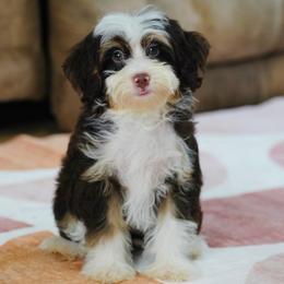 Care - Chocolate merle female Bernedoodle puppy in Dundee, Ohio from Down Home Doodle
