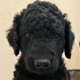 Curly-Coated Retriever puppies from Pizzazz Retrievers
