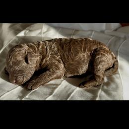 Tundra - Black male Goldendoodle puppy in Sterling, Connecticut from Justine’s Retrievers and Doodles