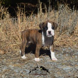 Boxer Puppies from Lieben Boxers
