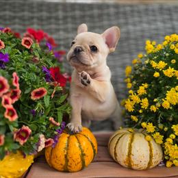 Wine collar girl - Cream female French Bulldog puppy in Polk City, Florida from Best Friend Frenchies, LLC
