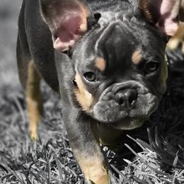 AKC French Bulldog  Bruno - Black and tan male French Bulldog puppy in Cape Coral, Florida from Taylor’s Frenchies LLC