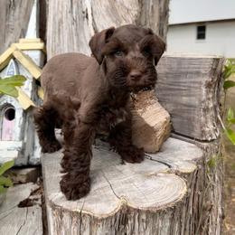 Klausen - Liver male Miniature Schnauzer puppy in Silver Creek, Mississippi from Mamie’s Minis, LLC