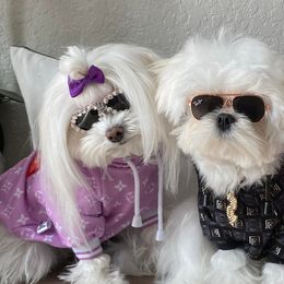 Maltese from Sonia's Maltese