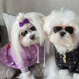Maltese from Sonia's Maltese