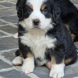 Dexter (green collar) - Black tan and white male Bernese Mountain Dog puppy in Gaffney, South Carolina from Circle D Farms