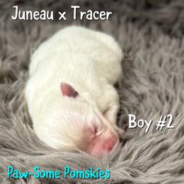 Boy 2 - White male Pomsky puppy in Krum, Texas from Paw-Some Pomskies
