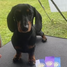Freddy - Dachshund