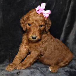 Goldendoodle Puppies from Angie's goldendoodles