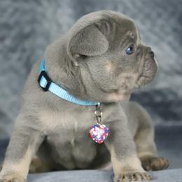 Baloo - Tricolors male French Bulldog puppy in Punta Gorda, Florida from Mingan French Bulldog