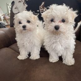 Maltese Puppies from TCBs Glowing  Maltese