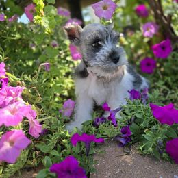Boy 3 - male Miniature Schnauzer puppy in Lebanon, Missouri from Sassy's Classy Canines