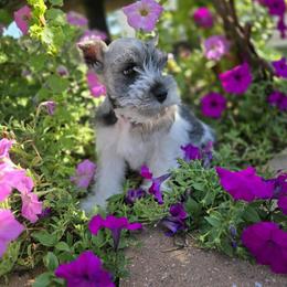 Boy 3 - male Miniature Schnauzer puppy in Lebanon, Missouri from Sassy's Classy Canines