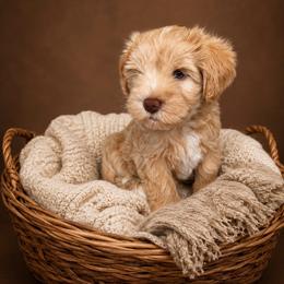 Girl 1 - Wheaten female Miniature Schnauzer puppy in Sacramento, California from Hardcastle Family Schnauzer’s