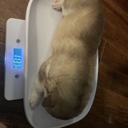 Siberian Husky Puppies from Alexandra's Siberian Huskies