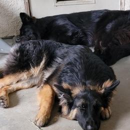 German Shepherd Puppies from Rachelle's Pups