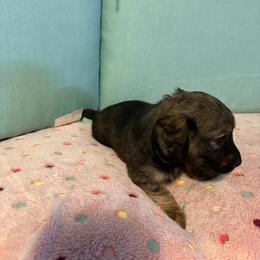 Pink brindle - Brindle female Dachshund puppy in Live Oak, Florida from The Weenie Herd Mom
