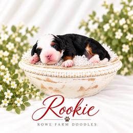 Rookie - Blue merle male Bernedoodle puppy in Henry, Illinois from Rowe Farms Doodles