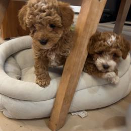Cavapoo, Cockapoo, Goldendoodle, and Maltipoo Puppies from Perdue Puppies
