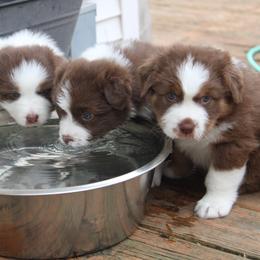 Australian Shepherd Puppies from Starlit Grove Australian Shepherds