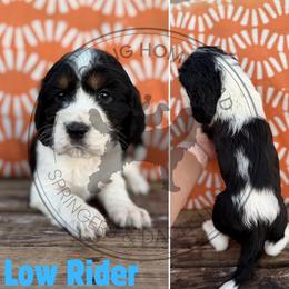 Low Rider - Black white and tan male English Springer Spaniel puppy in Fond Du Lac, Wisconsin from Clucking Homestead Springers & Dachshunds