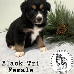 Gretchen - Black tri female Miniature Australian Shepherd puppy in Jaroso, Colorado from Heaven Sent Aussies
