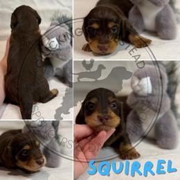 Squirrel - Chocolate and tan male Dachshund puppy in Fond Du Lac, Wisconsin from Clucking Homestead Springers & Dachshunds